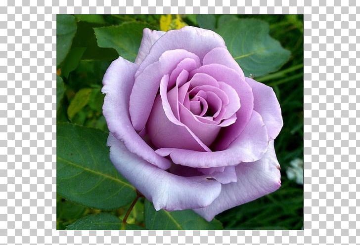 Hybrid Tea Rose Garden Roses Blue Rose PNG, Clipart, Annual Plant, Blue, Blue Moon, China Rose, Climbing Free PNG Download