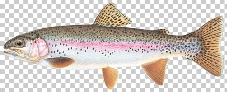 Rainbow Trout Cutthroat Trout Fish Brook Trout PNG, Clipart, Angler, Animal Figure, Animals, Black Crappie, Bony Fish Free PNG Download