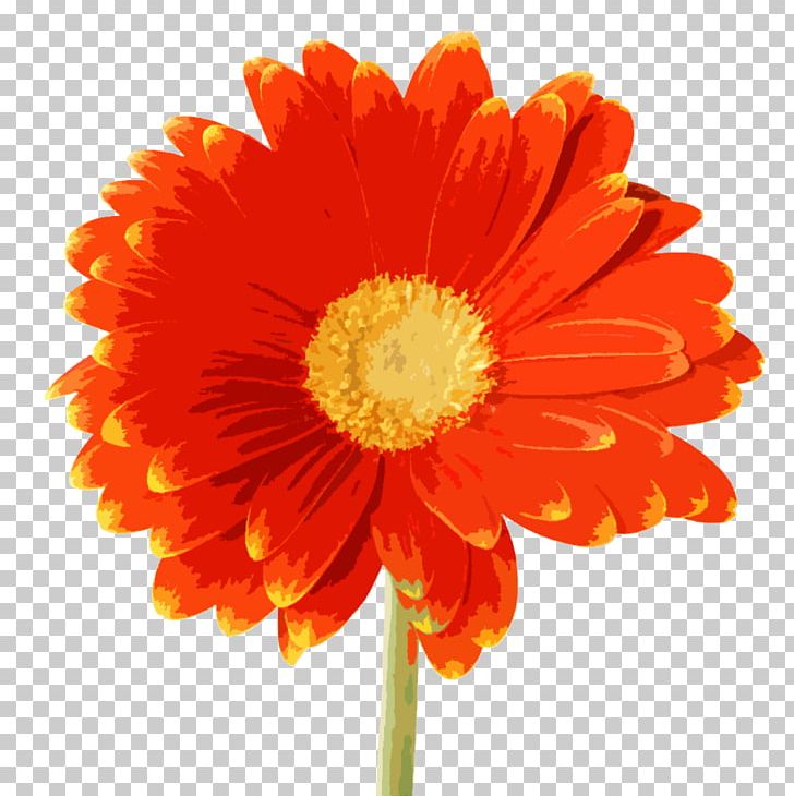 YouTube Hi5 Friendster PNG, Clipart, Annual Plant, Blog, Calendula, Chrysanths, Cut Flowers Free PNG Download