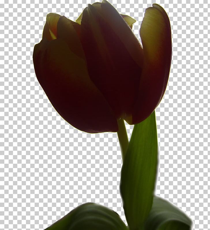 Creative Commons License Public Domain Tulip PNG, Clipart, Blog, Bud, Commons, Creative Commons, Creative Commons License Free PNG Download