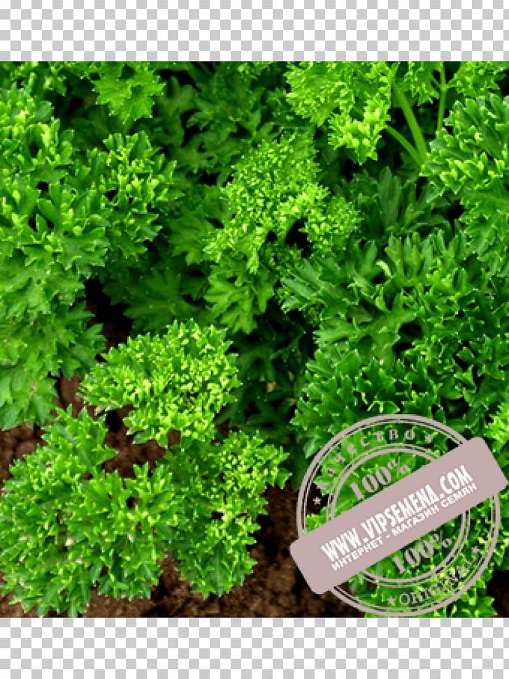 Parsley Seed Cultivar Herb Sowing PNG, Clipart, Crop Yield, Cultivar, Dill, Evergreen, Fines Herbes Free PNG Download