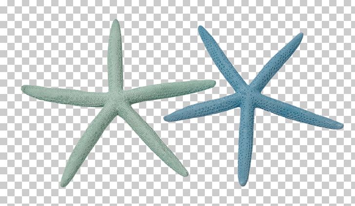 Starfish Marine Invertebrates Echinoderm Crinoid PNG, Clipart, Animal, Char Siu, Coreldraw, Crinoid, Echinoderm Free PNG Download