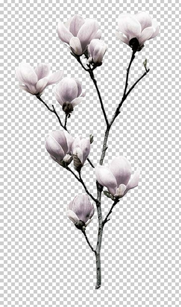 Flower Southern Magnolia Nelumbo Nucifera Magnolia Liliiflora Printing PNG, Clipart, Branch, Bud, Cool, Cut Flowers, Discover Free PNG Download