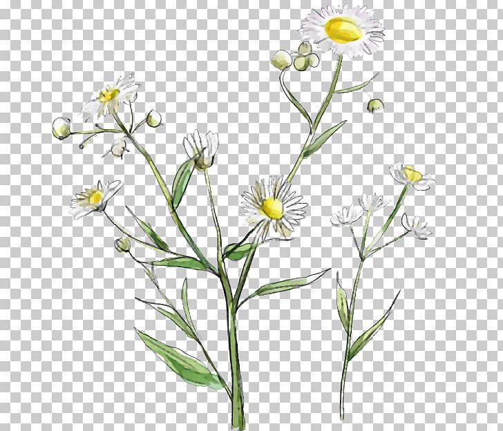 White Others Plant Stem PNG, Clipart, Aster, Chamaemelum Nobile, Chart, Cut Flowers, Daisy Free PNG Download