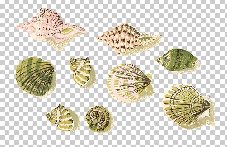 Cockle Seashell Mussel PNG, Clipart, Animals, Beach, Brass, Clam, Clams Oysters Mussels And Scallops Free PNG Download