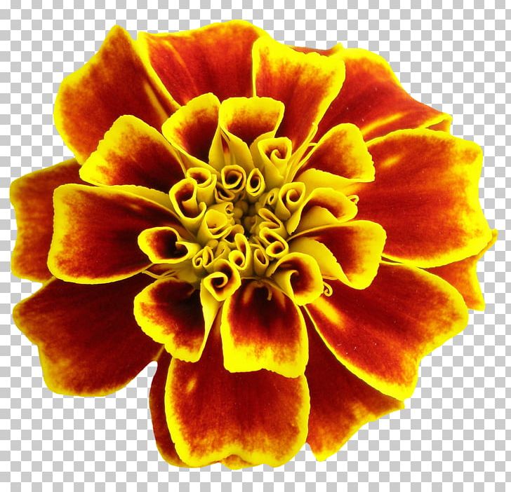 Flower PNG, Clipart, Android, Beautiful, Bright, Carnation, Closeup Free PNG Download