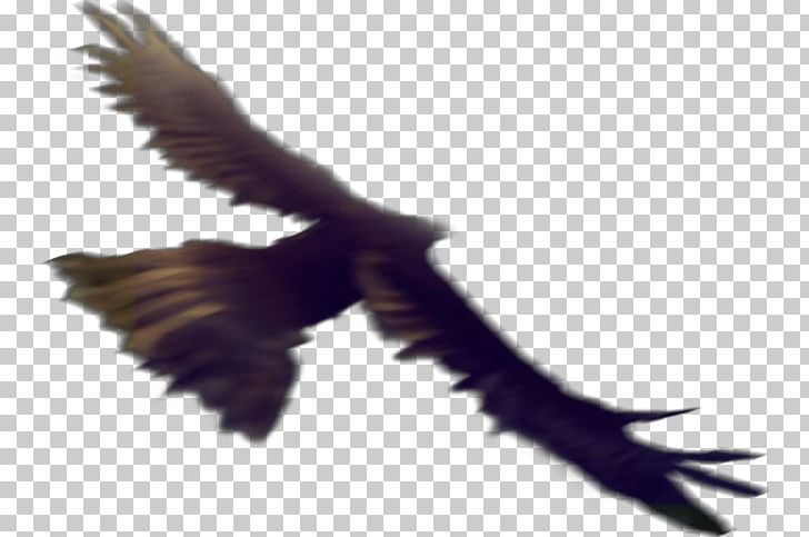 Eagle Bird Flight Hawk PNG, Clipart, Accipitriformes, Animals, Bald Eagle, Beak, Bird Free PNG Download