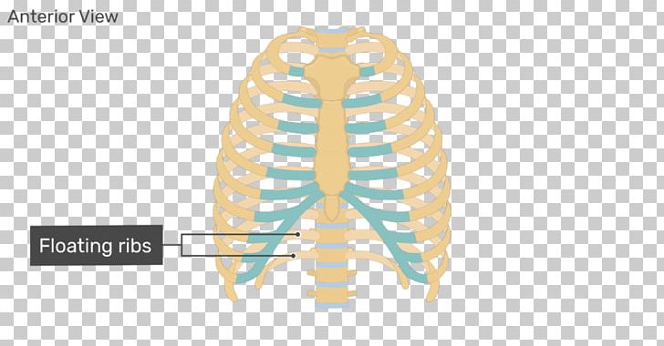 Rib Cage Human Skeleton Human Body Anatomy PNG, Clipart,  Free PNG Download