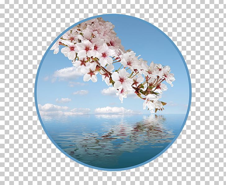 Cherry Blossom Petal ST.AU.150 MIN.V.UNC.NR AD PNG, Clipart, Blossom, Cascade, Cherry, Cherry Blossom, Flower Free PNG Download