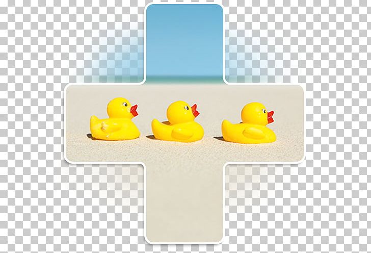 Goose Cygnini Duck Product Water Bird PNG, Clipart, Animals, Bird, Cygnini, Duck, Ducks Geese And Swans Free PNG Download
