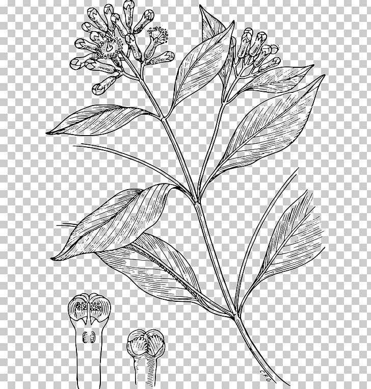 Clove Condiment Drawing Line Art Spice PNG, Clipart, Animated Cartoon, Artwork, Black And White, Branch, Cartoon Free PNG Download