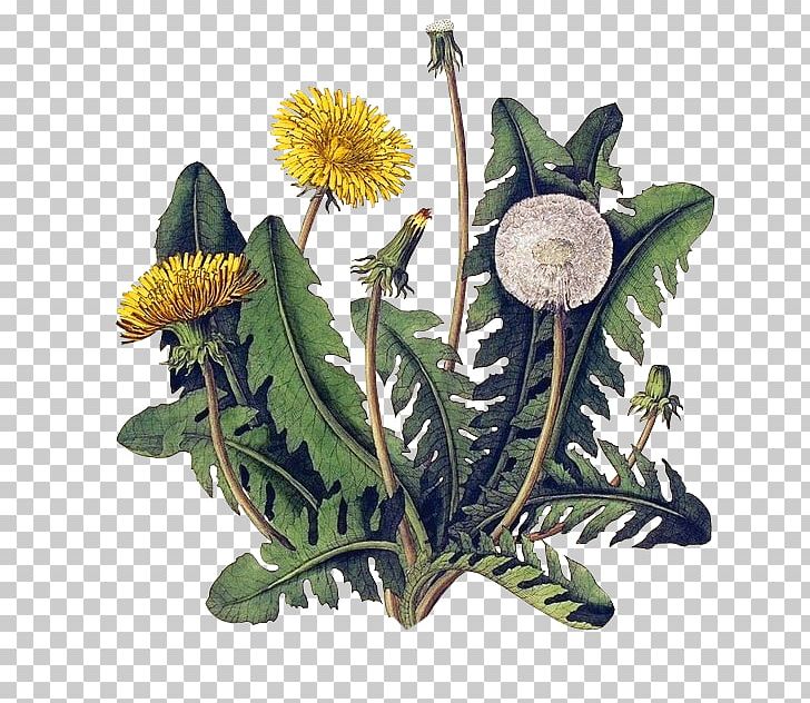Common Dandelion Botany Drawing Art Botanical Illustration PNG, Clipart, Art, Botanical Illustration, Botany, Common Dandelion, Daisy Family Free PNG Download