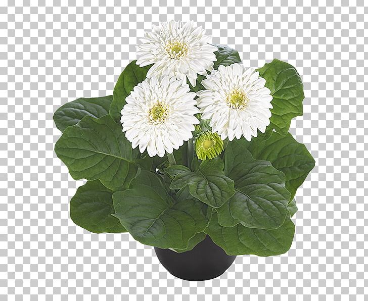 Transvaal Daisy Istik Seed Ukraine Plants PNG, Clipart, Annual Plant, Aster, Chrysanthemum, Chrysanths, Cultivar Free PNG Download