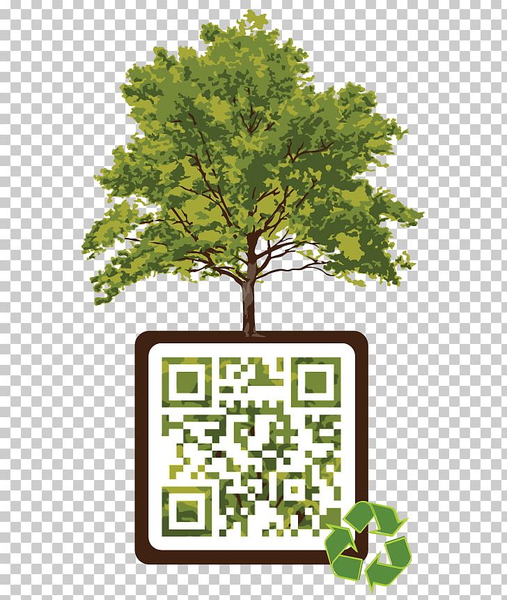 American Sycamore Tree Sycamore Maple Elm London Plane PNG, Clipart, American Sycamore, Birch, Branch, Deciduous, Elm Free PNG Download