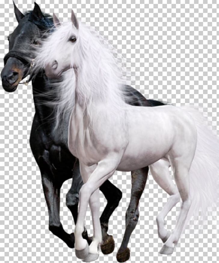 Arabian Horse Friesian Horse Thoroughbred Black White PNG, Clipart, Atlar, At Resimleri, Bay, Black, Cheval Free PNG Download