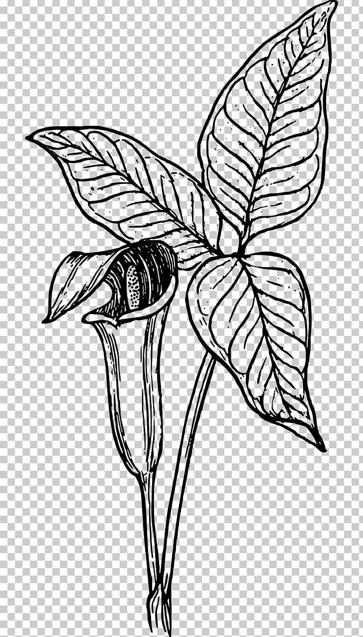 Cuckoo-pint Arum-lily Botany PNG, Clipart, Art, Artwork, Aru, Branch, Fictional Character Free PNG Download