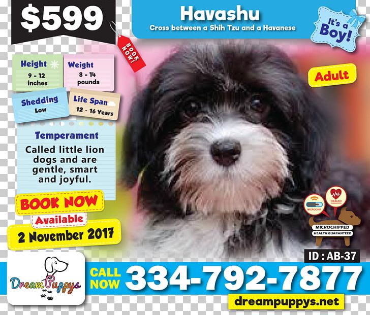 Schnoodle Morkie Havanese Dog Shih Tzu Puppy PNG, Clipart, Animal, Animals, Bichon, Bichon Frise, Carnivoran Free PNG Download