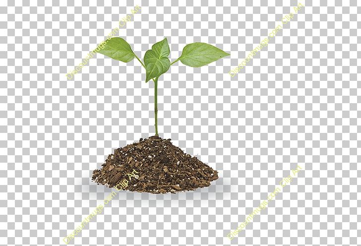 Soil Plant PNG, Clipart, Clay, Desktop Wallpaper, Food Drinks, Herb, Information Free PNG Download