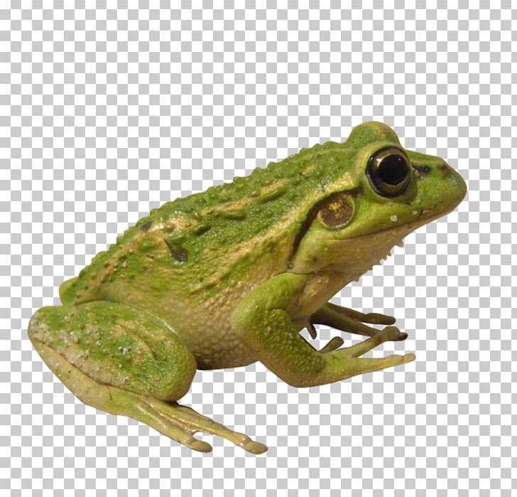 American Bullfrog Edible Frog Insect Toad PNG, Clipart, Amphibian, Animals, Background Green, Fauna, Green Apple Free PNG Download