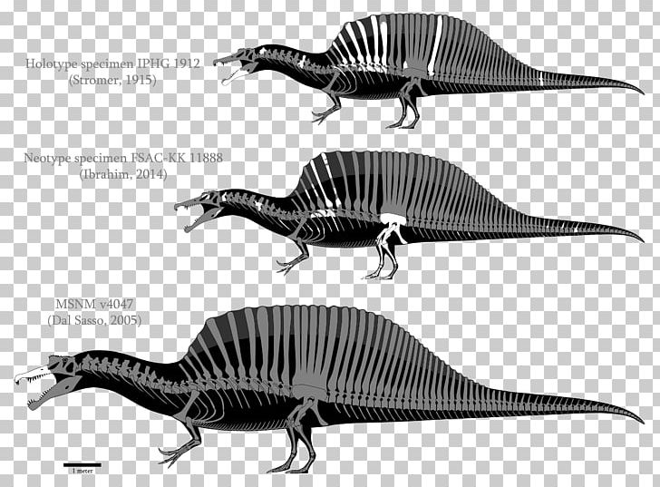 Spinosaurus Tyrannosaurus Mosasaurus Dinosaur Palaeontological Museum PNG, Clipart, Biological Specimen, Bipedalism, Black And White, Cretaceous, Dinosaur Free PNG Download