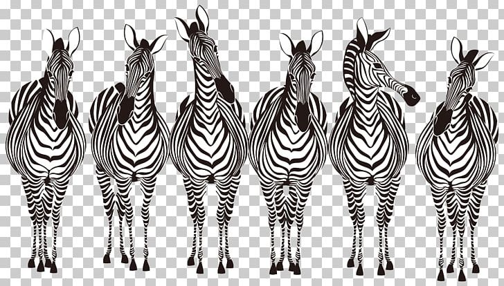 Zebra PNG, Clipart, Animals, Art, Black And White, Fauna, Herd Free PNG Download