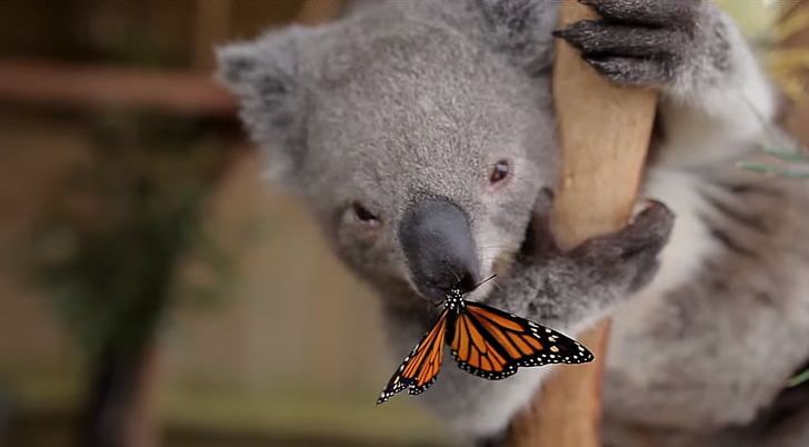 Australia Zoo Symbio Wildlife Park Butterfly Papillon Dog Koala PNG, Clipart, Animal, Animals, Animal Track, Australia, Australia Zoo Free PNG Download