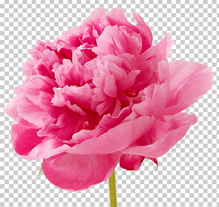 Carnation Cut Flowers Petal Pink PNG, Clipart, Artificial Flower, Carnation, Caryophyllaceae, Catkin, Cut Flowers Free PNG Download