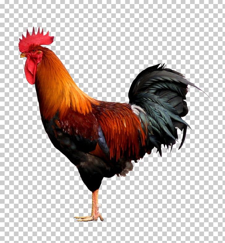 De Haan Rooster Chicken Illustration PNG, Clipart, Advertising, Animals, Beak, Bird, Chicken Free PNG Download