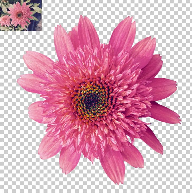 Flower Daisy Family PNG, Clipart, Annual Plant, Art, Artist, Art Museum, Aster Free PNG Download