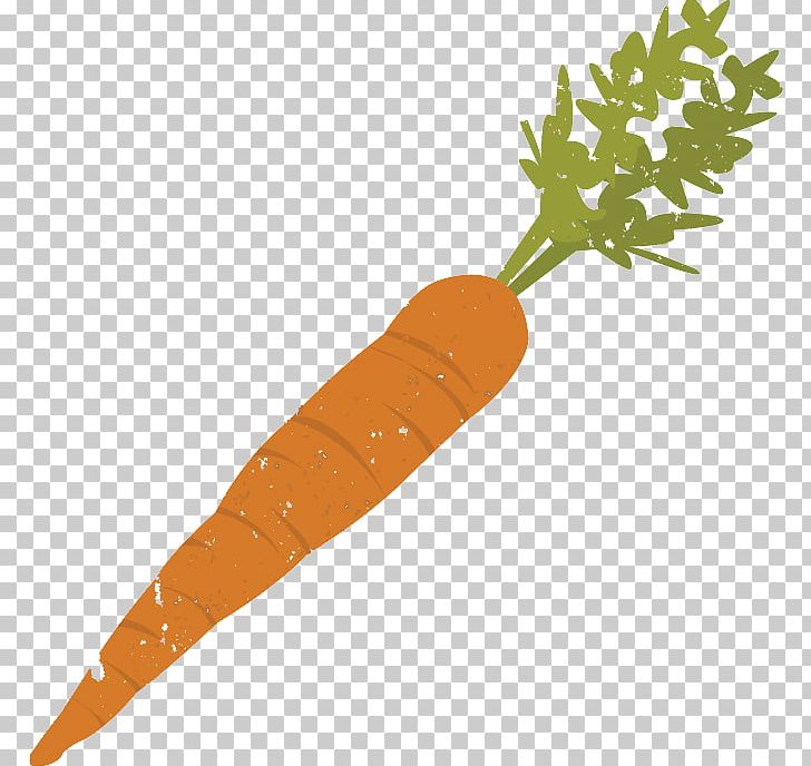 Carrot Vegetable Stock PNG, Clipart, Baby Carrot, Carrot, Drawing, Food, Fruit Free PNG Download