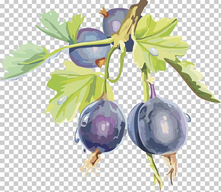 Gooseberry Frutti Di Bosco Bilberry Blueberry Blackcurrant PNG, Clipart, Auglis, Berry, Blackberries, Blackberry, Branch Free PNG Download