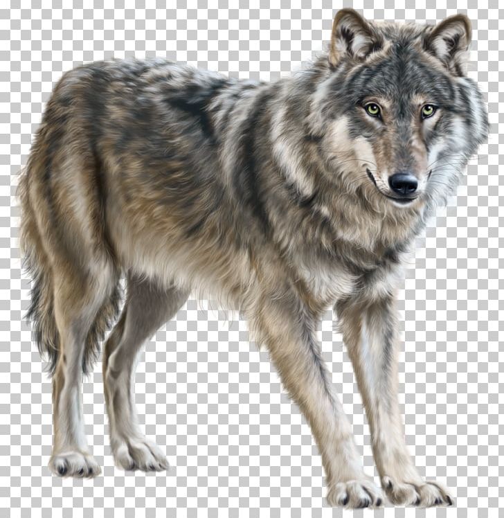 Mongolian Wolf Eurasian Wolf PNG, Clipart, Animals, Canis Lupus Tundrarum, Computer Icons, Coyote, Czechoslovakian Wolfdog Free PNG Download