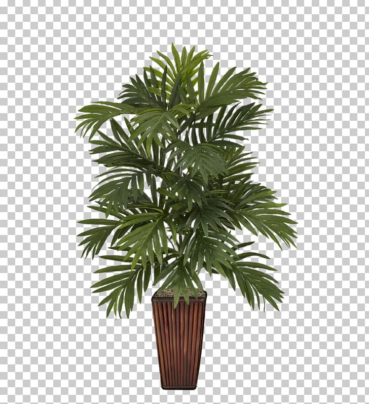 Albizia Julibrissin Areca Palm Arecaceae Vase Plant PNG, Clipart ...