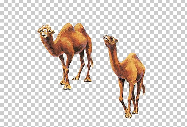 Camel Milk Health Food Diet PNG, Clipart, Animal, Animals, Arabian Camel, Camel, Camel Like Mammal Free PNG Download