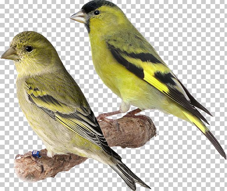 Domestic Canary Bird Eurasian Siskin Red Siskin Black Siskin PNG, Clipart, Animals, Atlantic Canary, Beak, Bird, Canary Free PNG Download