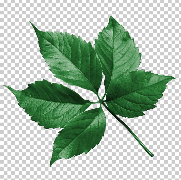 Leaf Flower Drawing PNG, Clipart, Author, Description, Desktop Wallpaper, Drawing, Filename Extension Free PNG Download