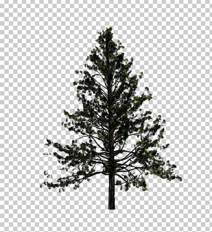 Portable Network Graphics Pine Transparency Tree Fir PNG, Clipart, Arbre, Branch, Cedar, Christmas Tree, Conifer Free PNG Download