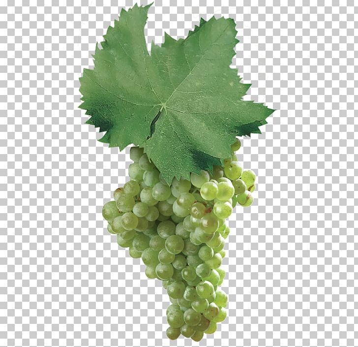 Sultana Seedless Fruit Grape Leaves PNG, Clipart, Food, Fruit, Fruit Nut, Grape, Grape Leaves Free PNG Download
