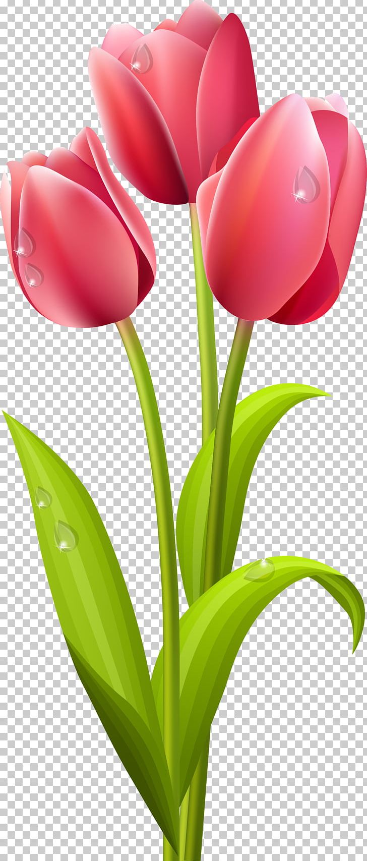Tulip Cut Flowers PNG, Clipart, Art, Color, Computer Wallpaper, Cut Flowers, Floral Design Free PNG Download