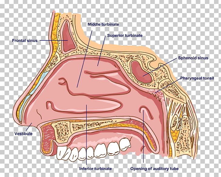 Anatomy Of The Human Nose Anatomy Of The Human Nose Bone Sinus PNG, Clipart, Anatomy, Anatomy Of The Human Nose, Angle, Bone, Book Review Free PNG Download