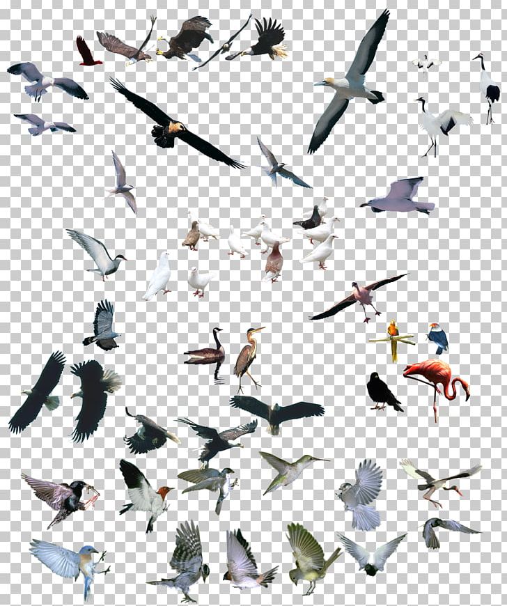 Bird Crane Parrot PNG, Clipart, Animal, Animals, Asuka, Bird, Bird Cage Free PNG Download