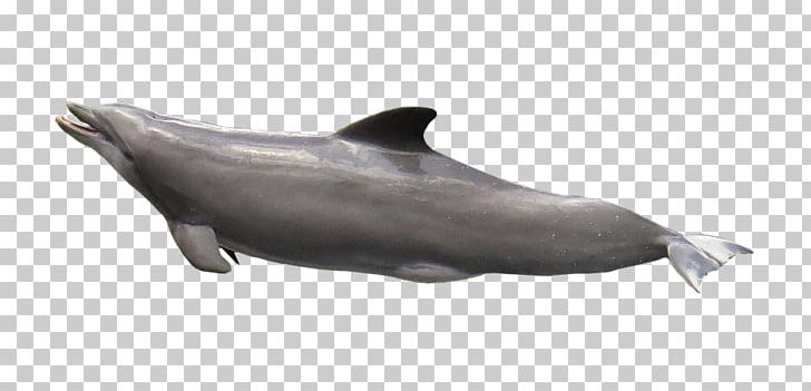 Common Bottlenose Dolphin Rough-toothed Dolphin Short-beaked Common Dolphin Tucuxi Wholphin PNG, Clipart, Amazon River Dolphin, Animals, Bottlenose Dolphin, Cetacea, Fauna Free PNG Download