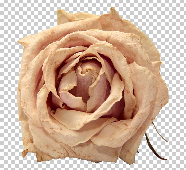 Rose PNG, Clipart, Button, Clip Art, Computer Icons, Cut Flowers, Download Free PNG Download