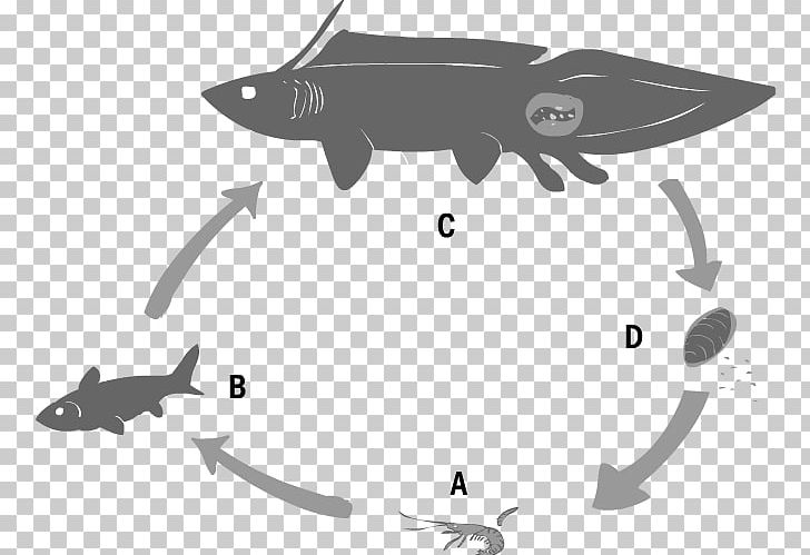 Shark Mammal Fish Design PNG, Clipart, Angle, Black, Black And White, Black M, Cartoon Free PNG Download