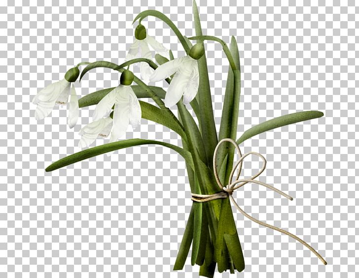 Snowdrop Flower Bouquet PNG, Clipart, Amaryllis Family, Artificial Flower, Bell, Binding, Encapsulated Postscript Free PNG Download
