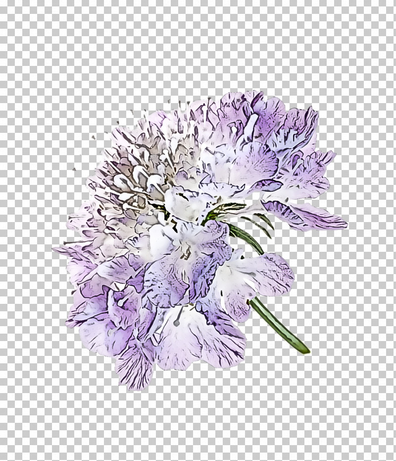 Lavender PNG, Clipart, Biology, Cut Flowers, Flower, Lavender, Petal Free PNG Download