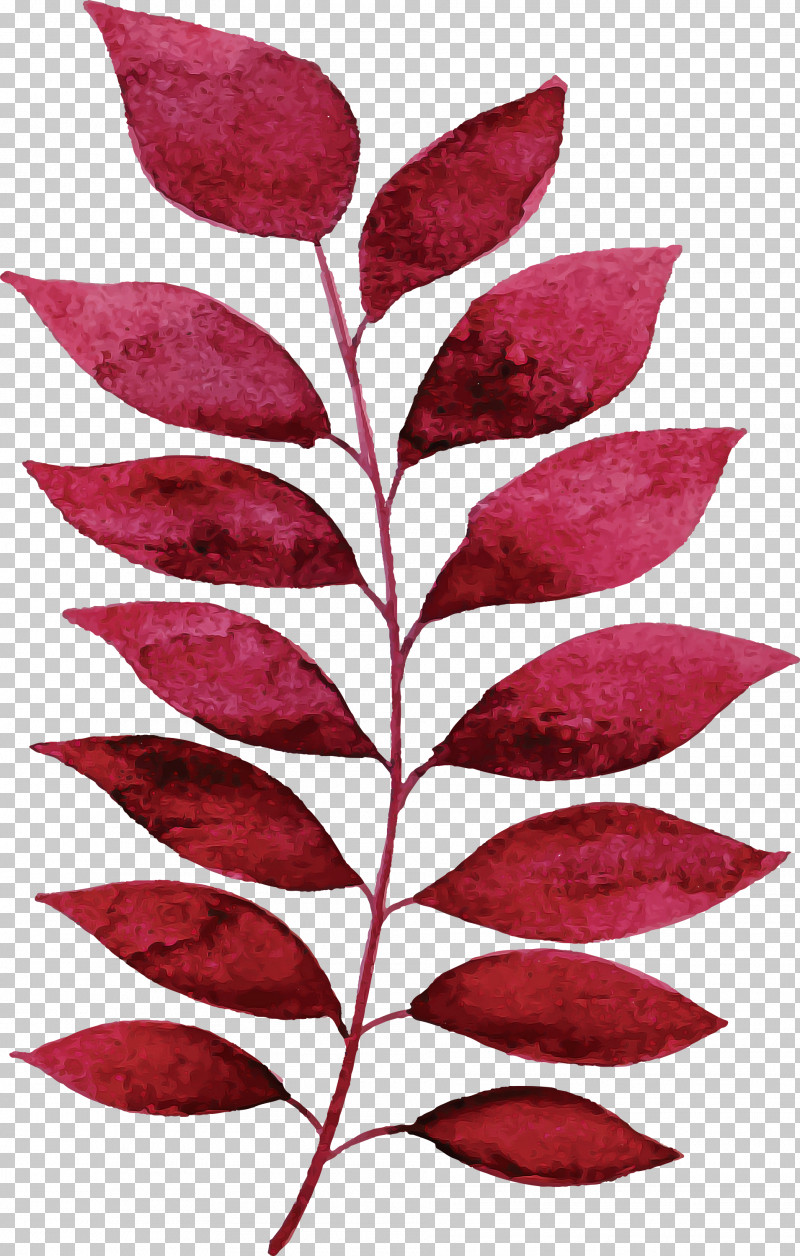 Autumn Leaf Colorful Leaf PNG, Clipart, Autumn, Autumn Leaf, Biology, Colorful Leaf, Flower Free PNG Download