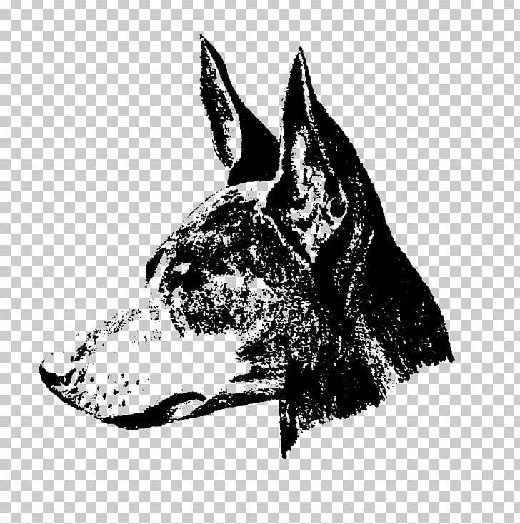 Dog Breed English Toy Terrier Russkiy Toy Non-sporting Group PNG, Clipart, Black, Black And White, Black M, Breed, Breed Club Free PNG Download