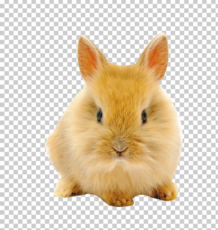 Easter Bunny Netherland Dwarf Rabbit High-definition Television PNG, Clipart, 4k Resolution, 1080p, Animal, Animals, Cuteness Free PNG Download