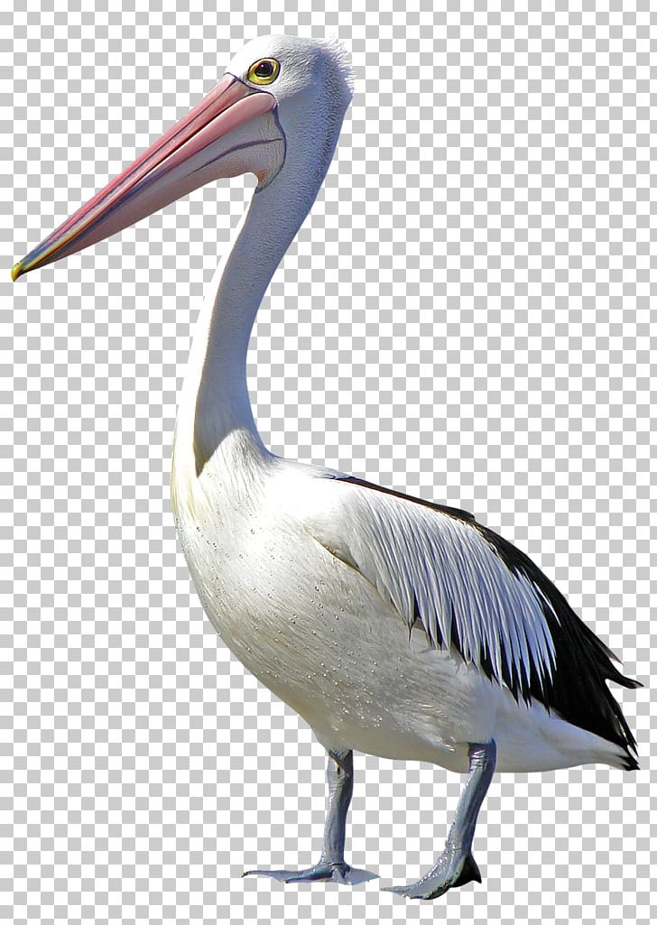 Pelican Bird Cygnini Duck PNG, Clipart, Animal, Animals, Ardea, Beak, Bill Free PNG Download